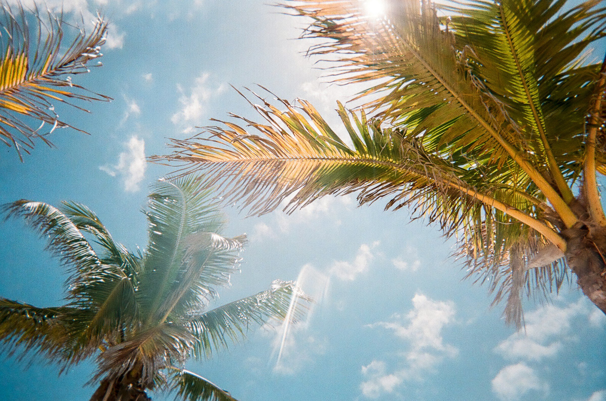Palmujen latvat sinisellä taivaalla ja valkoisilla pilvillä