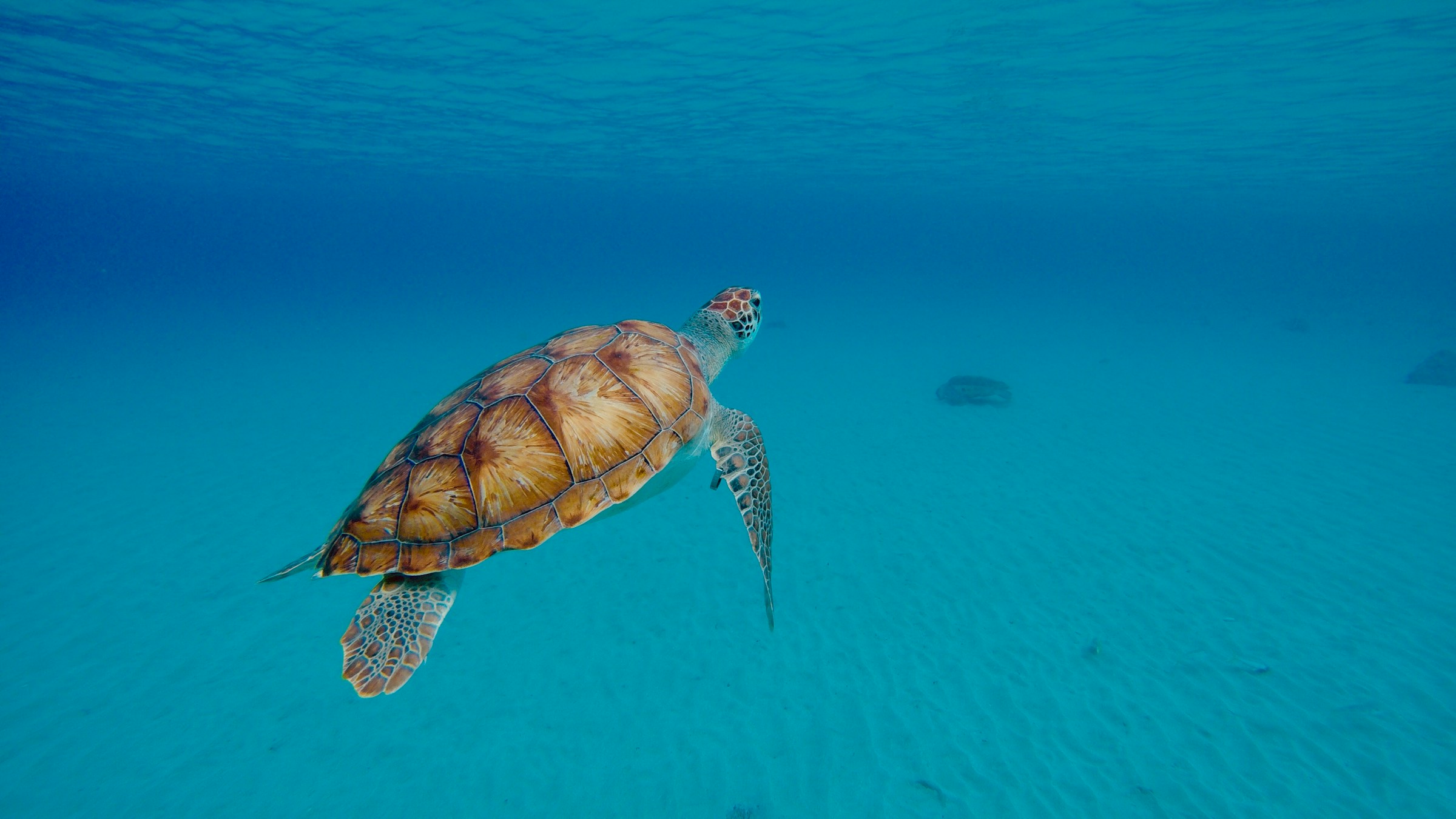 Merikilpikonna ui sinisen veden alla
