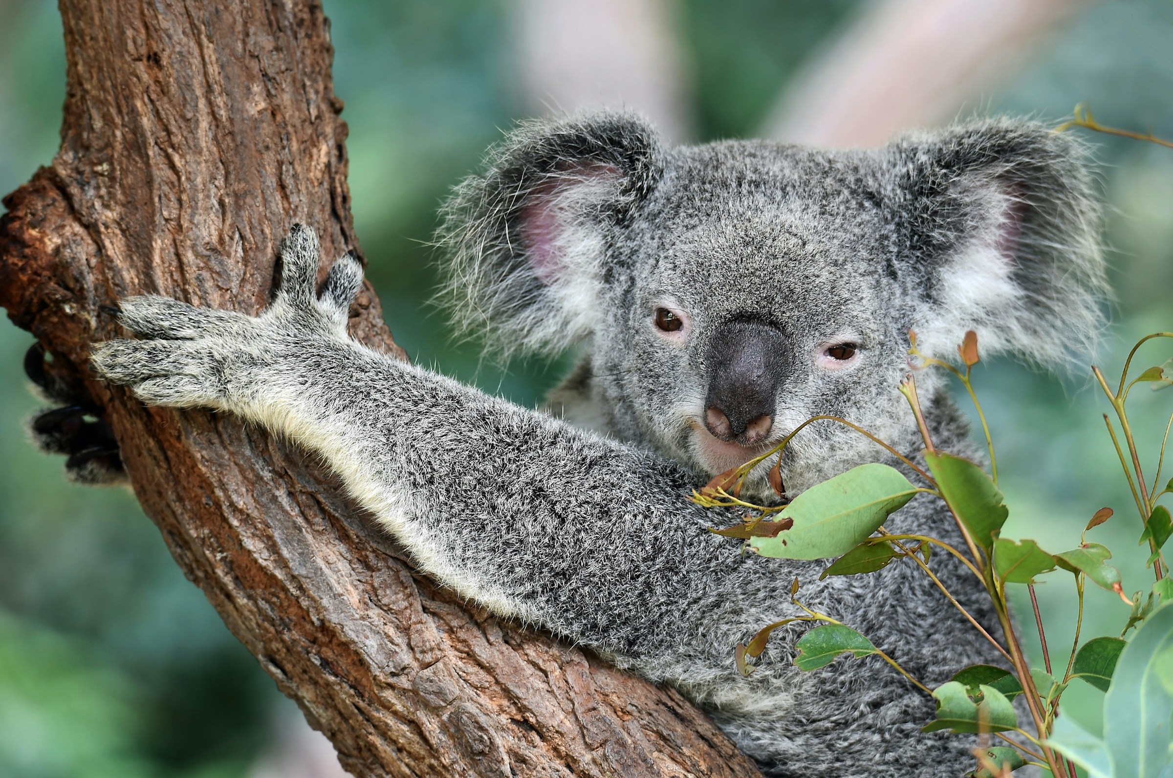 Koala istuu puussa ja pitää kiinni kameraan päin