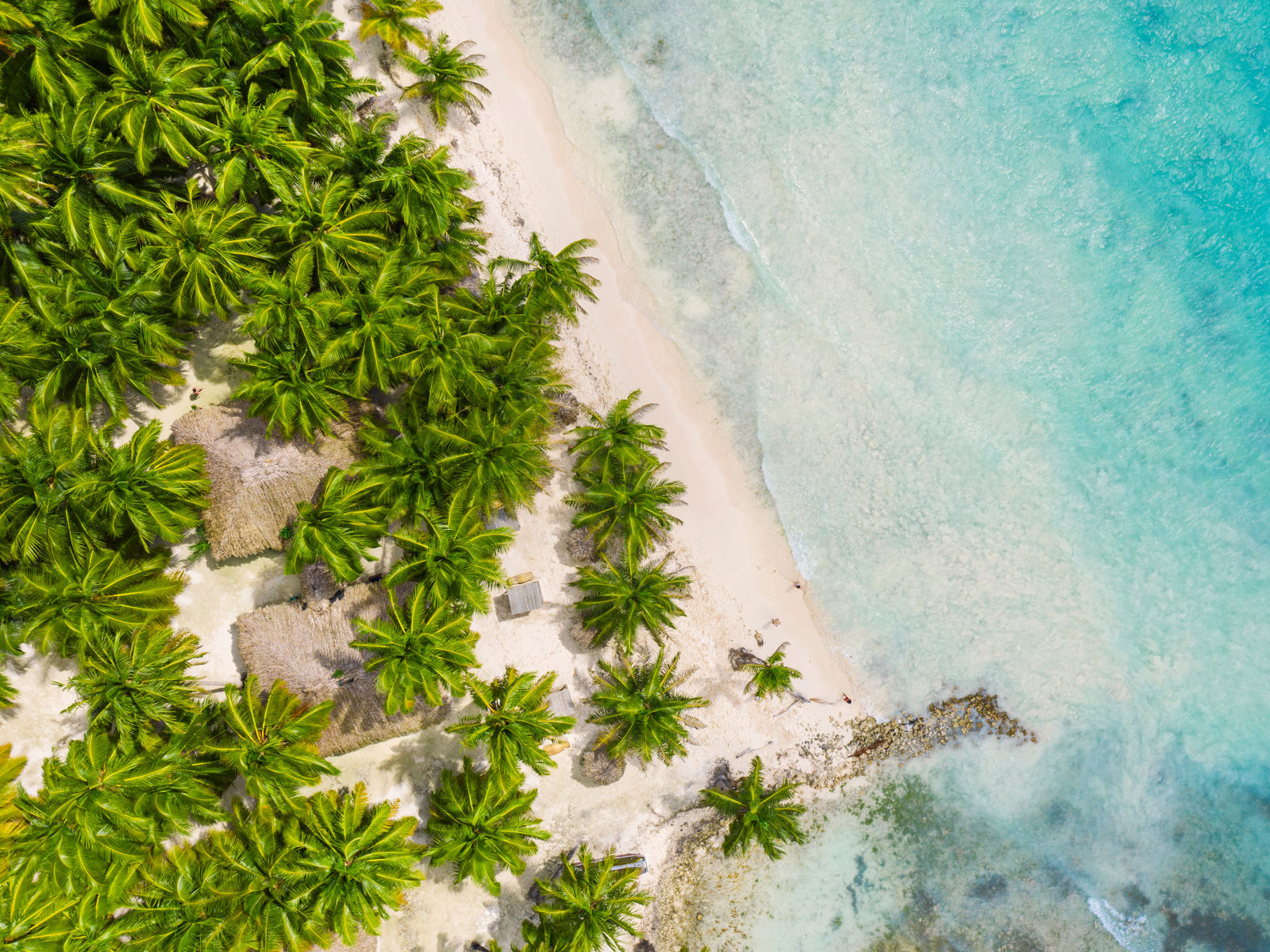 Yllä näkymä trooppisista palmuista, jotka kohtaavat rannan ja sinisen meren