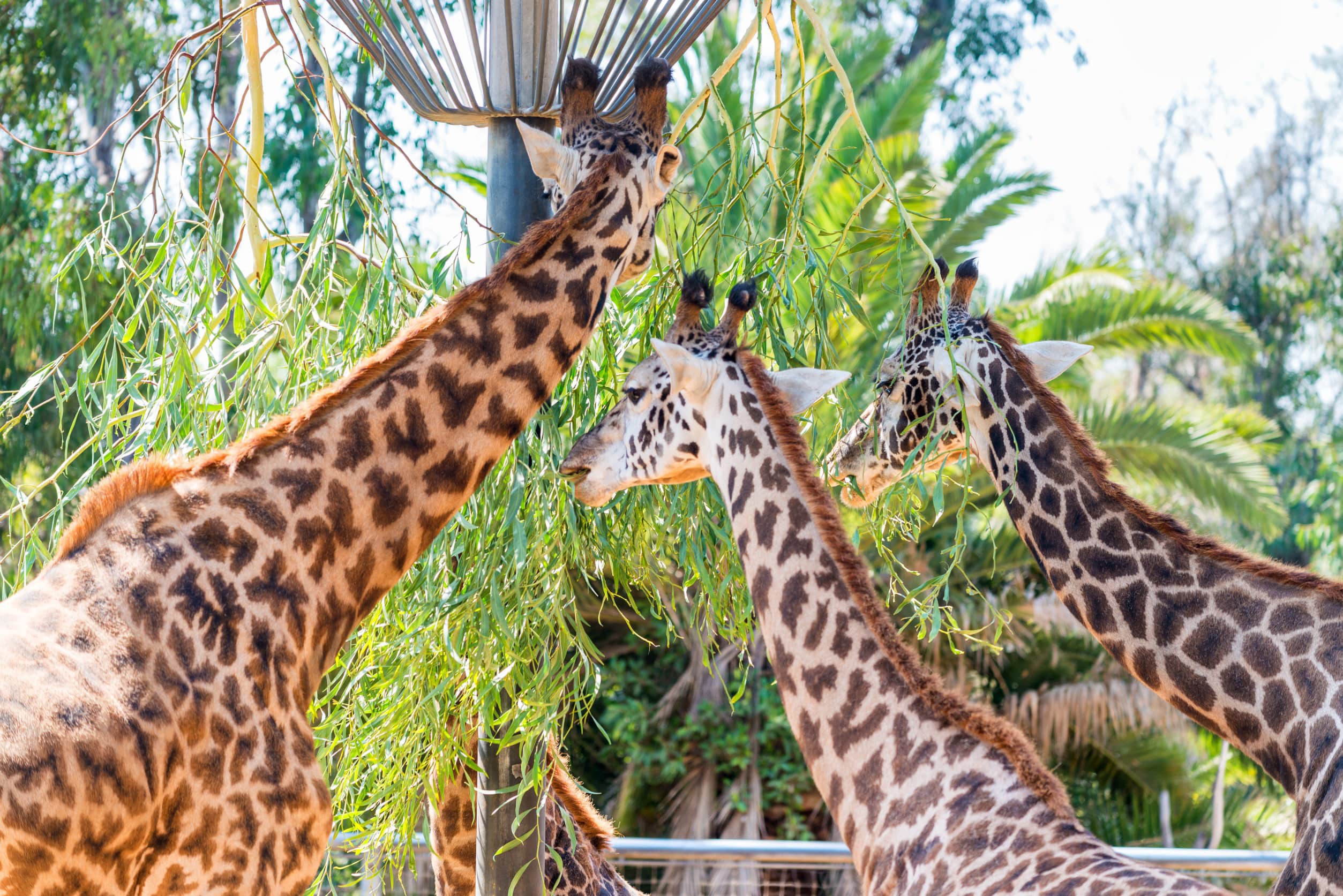 Tre giraffer äter från ett träd i nationalpark i Nairobi, Kenya