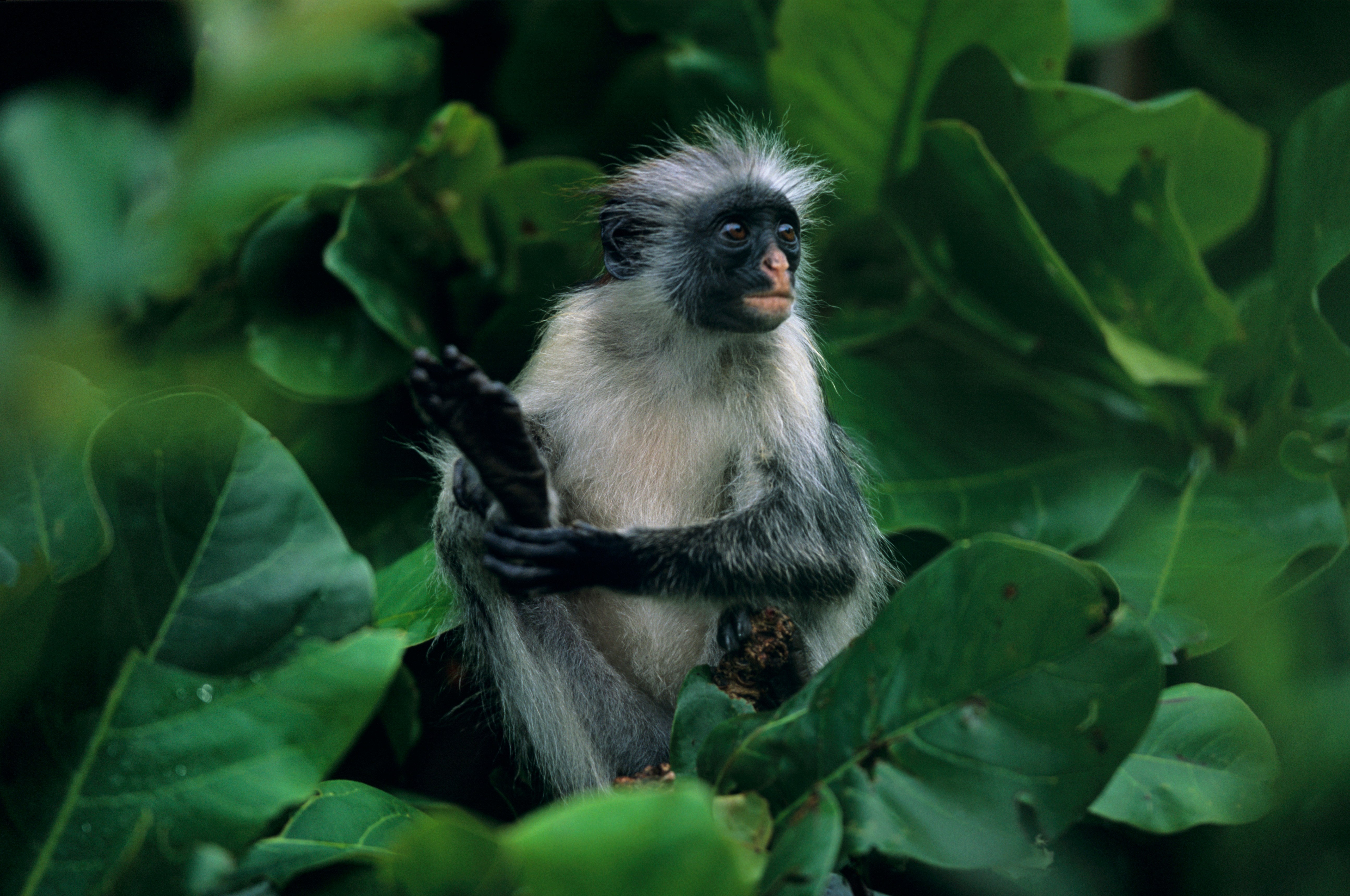 Valko-musta apina istuu lehtien keskellä puussa ja katselee ympärilleen
